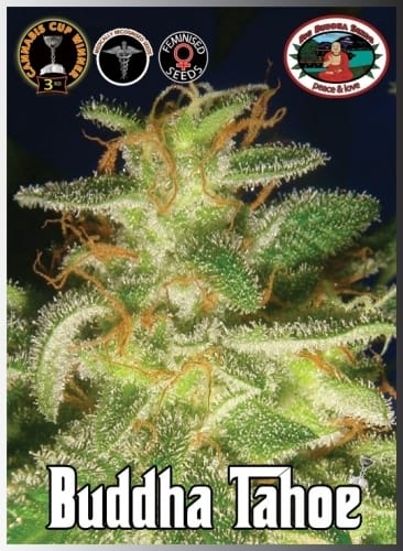 showing 12/12 Photoperiod – Feminized – Indica-heavy – image 1 – Seed City