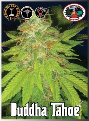 Image 4 of Buddha Tahoe cannabis by Big Buddha Seeds – 12/12 Photoperiod – Citrus – Indica-heavy – Seed City