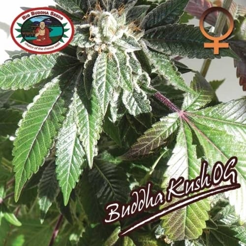 Image 6 of Buddha Kush cannabis by Big Buddha Seeds – Indica-heavy – Indoor-friendly – Feminized – Seed City