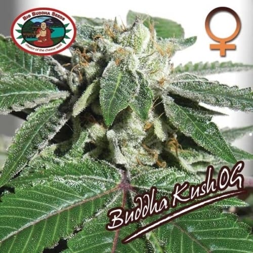 Buddha Kush from Big Buddha Seeds
