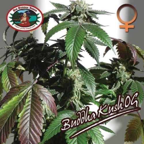 showing Indica-heavy – 12/12 Photoperiod – Feminized – image 2 – Seed City