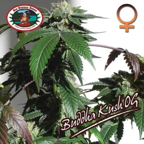 12/12 Photoperiod – Indoor-friendly – Feminized – Buddha Kush strain – image 4 – from Big Buddha Seeds via Seed City