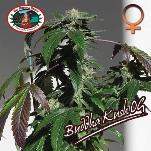 Image 5 of Buddha Kush cannabis by Big Buddha Seeds – 12/12 Photoperiod – Feminized – Indoor-friendly – Seed City