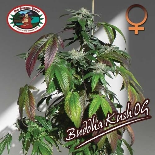 Feminized – 12/12 Photoperiod – Indica-heavy – Buddha Kush strain – image 7 – from Big Buddha Seeds via Seed City
