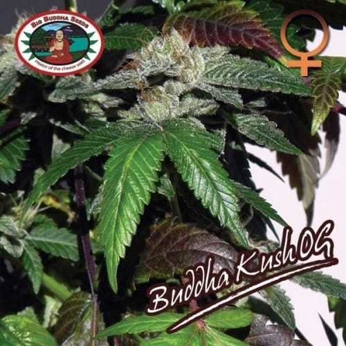 Buddha Kush by Big Buddha Seeds – Indoor-friendly – 12/12 Photoperiod – Feminized – image 8 – Seed City
