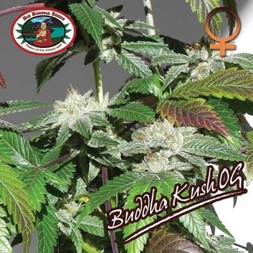 Buddha Kush by Big Buddha Seeds – Indoor-friendly – Indica-heavy – 12/12 Photoperiod – image 9 – Seed City