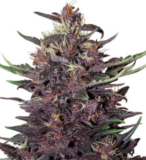 Outdoor cultivation – Auto-Flowering – Relaxing – Purple Kush Auto strain – image 3 – from Buddha Seeds via Seed City