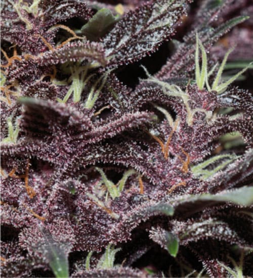 Purple Kush Auto cannabis seeds – Outdoor cultivation – Relaxing – Auto-Flowering – image 2 from Seed City