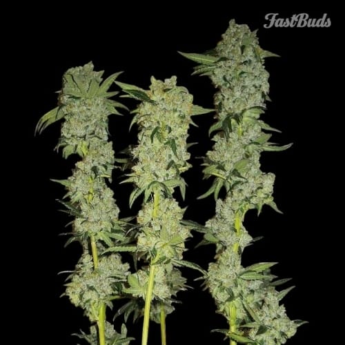 C4-Matic από FastBuds