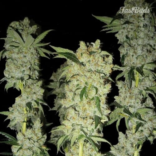 επίδειξη Female seeds – General Pain – Auto-Flowερινγκ – εικόνα 2 – Seed City