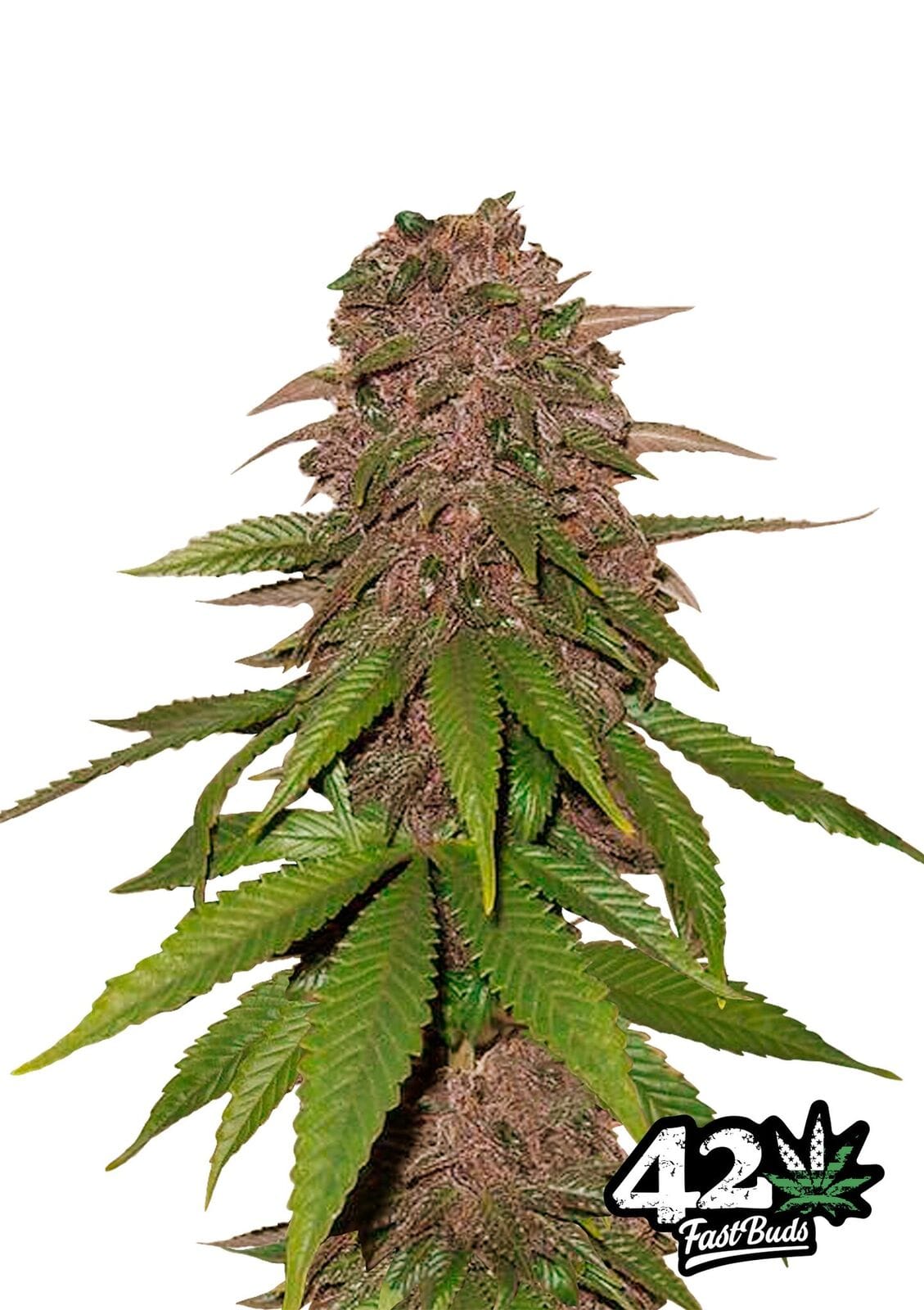 Εικόνα 1 από C4-Matic κάνναβη από FastBuds – Αυτόματη-Flowερινγκ – Female seeds – Καλλιέργεια σε εξωτερικούς χώρους – Seed City