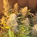 C99 x Blueberry Fast cannabis seeds – Middle of September – Feminized – 12/12 Photoperiod – image 1 from Seed City