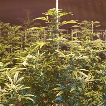 CBD Cheese cannabis seeds – Mostly Indica – 12/12 Photoperiod – Cheese – image 2 from Seed City