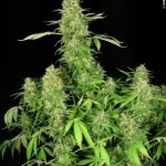 High CBD – 50% Indica/50% Sativa – High Yielding – CBD-Chronic strain – image 2 – from Serious Seeds via Seed City
