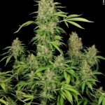 CBD-Chronic cannabis seeds – Indoor-friendly – High Yielding – 50% Indica/50% Sativa – image 3 from Seed City