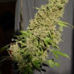 CBD-Chronic by Serious Seeds – 12/12 Photoperiod – High Yielding – General Pain – image 4 – Seed City