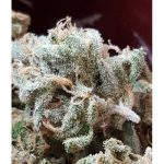 Mostly Indica – Guaranteed female plants – Sour – CBD Kong's Kush strain – image 2 – from Sumo Seeds via Seed City