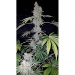 Image 3 of CBD Kong's Kush cannabis by Sumo Seeds – General Pain – Outdoor cultivation – Mostly Indica – Seed City