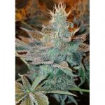 Image 4 of CBD Kong's Kush cannabis by Sumo Seeds – Mostly Indica – Outdoor cultivation – 12/12 Photoperiod – Seed City