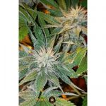 CBD Kong's Kush from Sumo Seeds