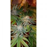 showing 12/12 Photoperiod – Mostly Indica – Sour – image 5 – Seed City