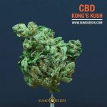 CBD Kong's Kush from Sumo Seeds