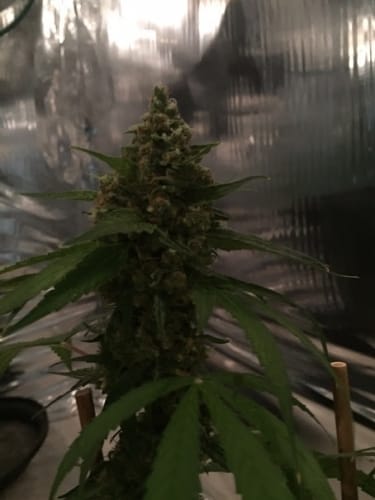 showing Sativa-leaning – Good for outdoor grow – Regular – image 1 – Seed City