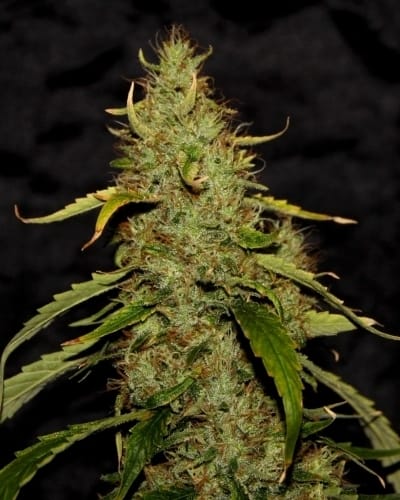 CBD PH cannabis seeds – 12/12 Photoperiod – Regular – Good for outdoor grow – image 2 from Seed City