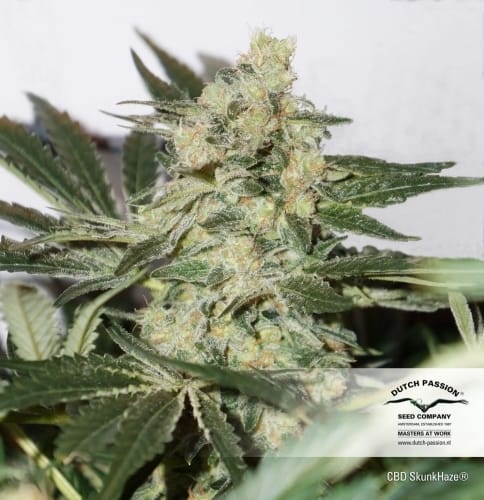 CBD SkunkHaze from Dutch Passion Seeds
