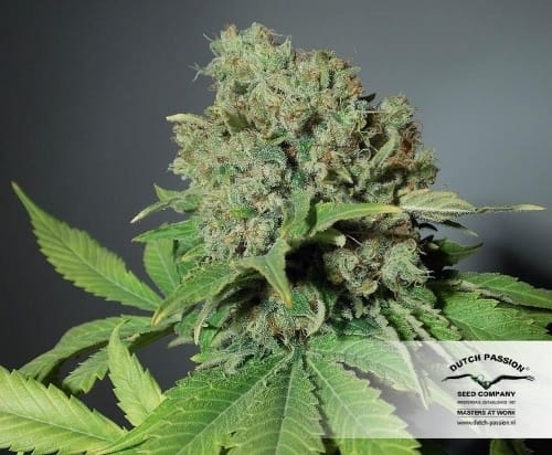 showing 50% Indica/50% Sativa – Feminized – Woodsy – image 2 – Seed City