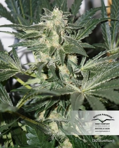 Image 3 of CBD SkunkHaze cannabis by Dutch Passion Seeds – Feminized – 50% Indica/50% Sativa – Woodsy – Seed City