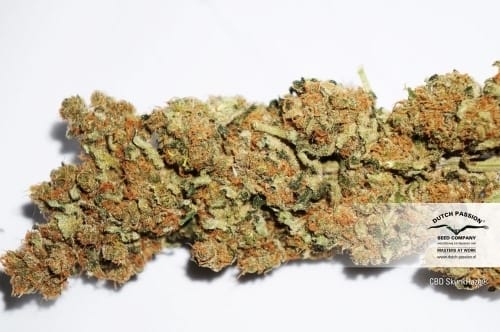 showing 50% Indica/50% Sativa – Feminized – Indoor – image 4 – Seed City