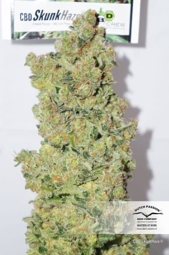 12/12 Photoperiod – Feminized – Woodsy – CBD SkunkHaze strain – image 5 – from Dutch Passion Seeds via Seed City