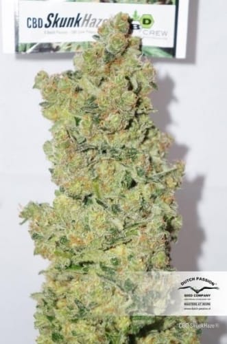 Image 6 of CBD SkunkHaze cannabis by Dutch Passion Seeds – Relaxing – 12/12 Photoperiod – Indoor – Seed City