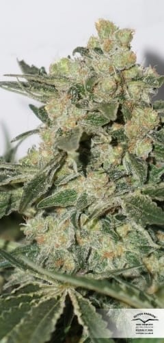 CBD SkunkHaze cannabis seeds – Relaxing – High CBD – 12/12 Photoperiod – image 7 from Seed City