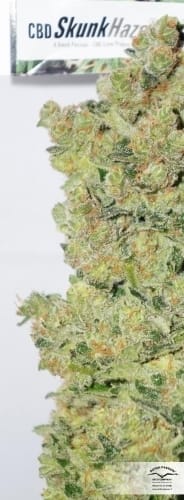CBD SkunkHaze cannabis seeds – Relaxing – Indoor – 50% Indica/50% Sativa – image 8 from Seed City