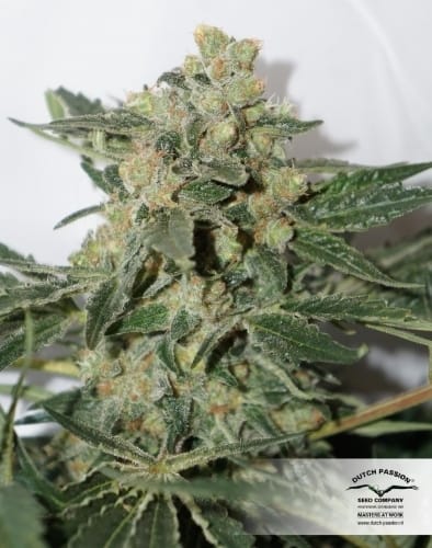 showing Relaxing – High CBD – 50% Indica/50% Sativa – image 9 – Seed City