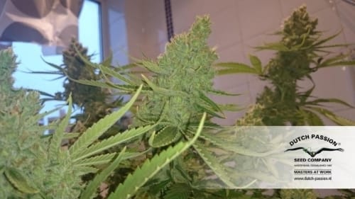 CBD SkunkHaze cannabis seeds – 50% Indica/50% Sativa – Indoor – 12/12 Photoperiod – image 10 from Seed City