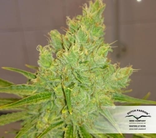 CBD SkunkHaze cannabis seeds – 50% Indica/50% Sativa – High CBD – Feminized – image 11 from Seed City