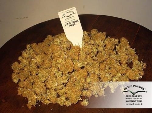 CBD SkunkHaze by Dutch Passion Seeds – Woodsy – 50% Indica/50% Sativa – 12/12 Photoperiod – image 12 – Seed City