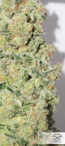 CBD SkunkHaze by Dutch Passion Seeds – Feminized – 12/12 Photoperiod – Woodsy – image 13 – Seed City