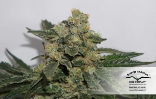CBD SkunkHaze by Dutch Passion Seeds – 12/12 Photoperiod – Feminized – Woodsy – image 14 – Seed City