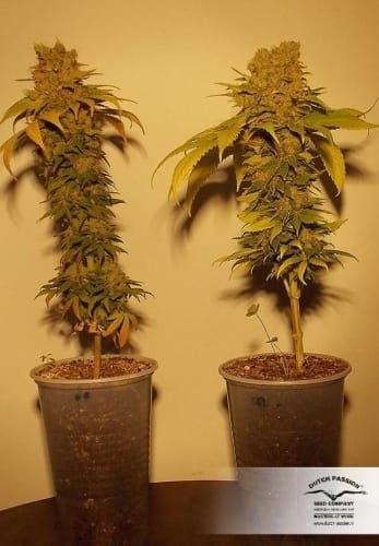 CBD SkunkHaze from Dutch Passion Seeds