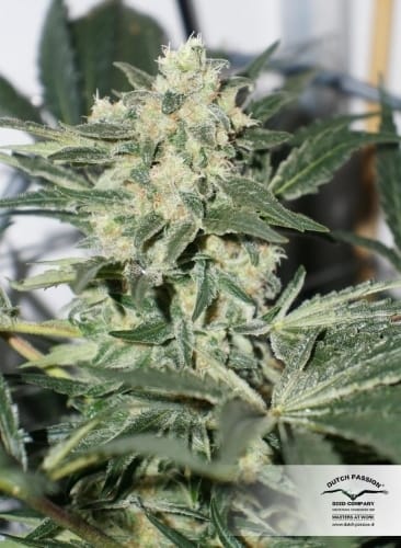 showing Woodsy – Indoor – 50% Indica/50% Sativa – image 15 – Seed City