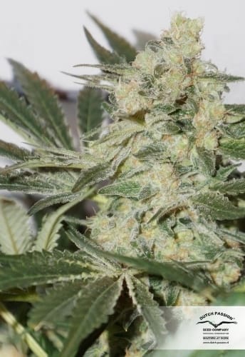 CBD SkunkHaze from Dutch Passion Seeds