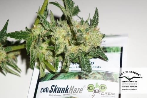 showing Feminized – Indoor – 12/12 Photoperiod – image 17 – Seed City