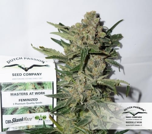 CBD SkunkHaze by Dutch Passion Seeds – Feminized – 12/12 Photoperiod – Woodsy – image 18 – Seed City