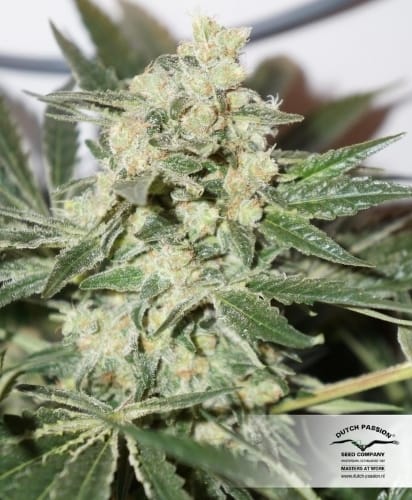 CBD SkunkHaze cannabis seeds – Relaxing – High CBD – Indoor – image 19 from Seed City