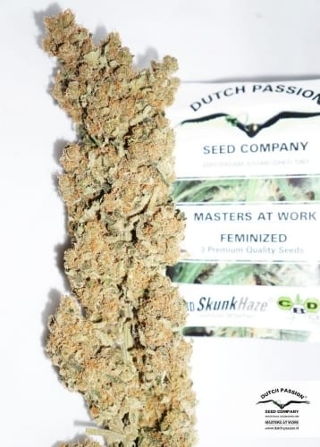 Image 20 of CBD SkunkHaze cannabis by Dutch Passion Seeds – High CBD – Woodsy – 50% Indica/50% Sativa – Seed City