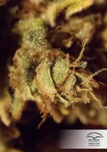 Image 21 of CBD SkunkHaze cannabis by Dutch Passion Seeds – 12/12 Photoperiod – Indoor – Feminized – Seed City